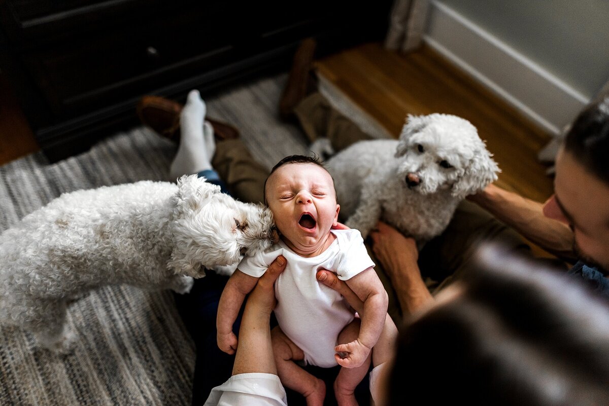Newborn baby with family dogs