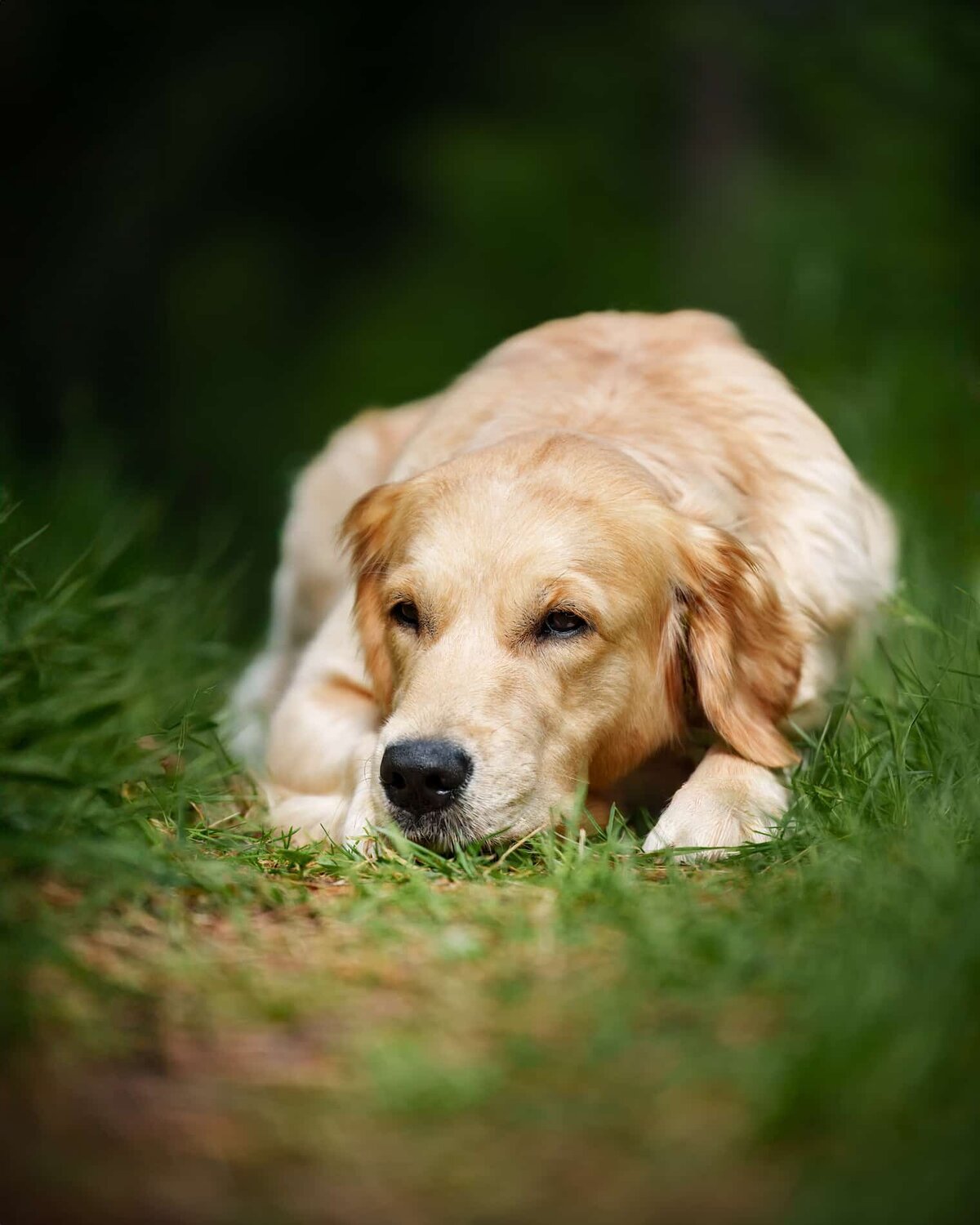 Hundfotografering-porträtt-utomhus