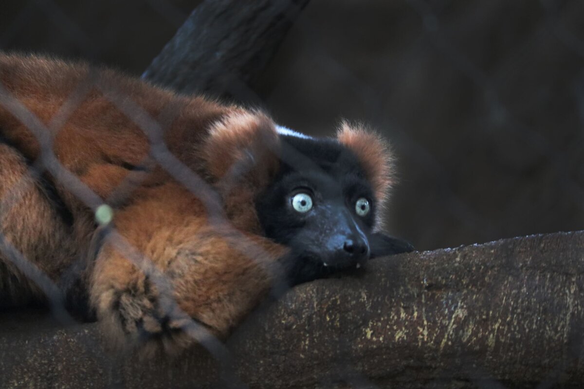 Red_Ruffed_Lemur-c2fe67a3-2500