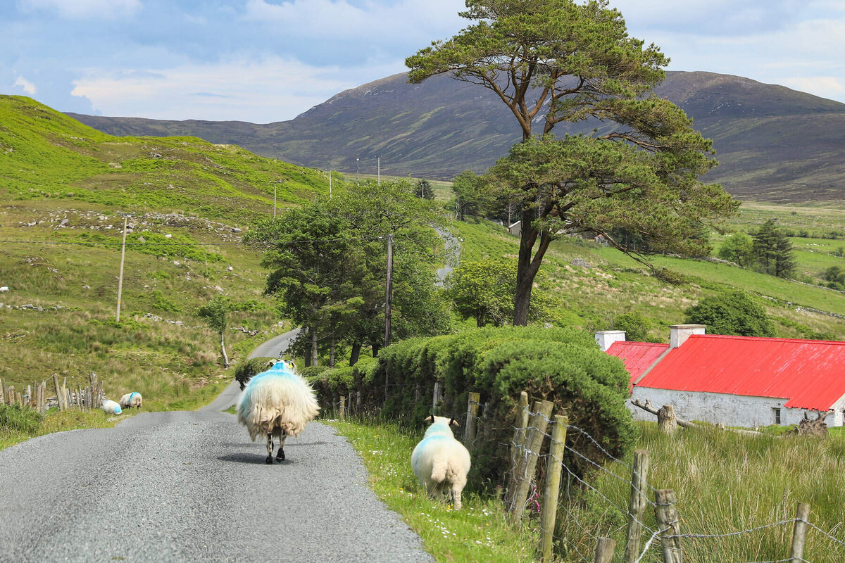 Sheep on an evening stroll,  Inishowen, Co Donegal_Web Size