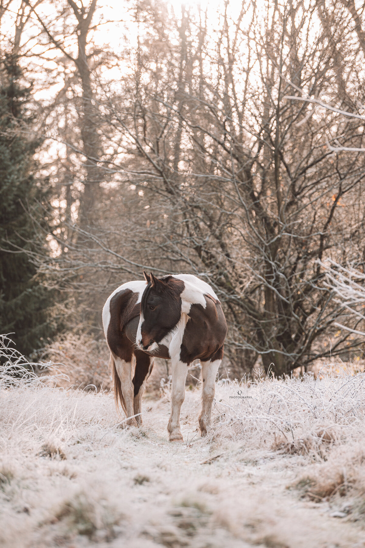 Outdoor paardenfotografie