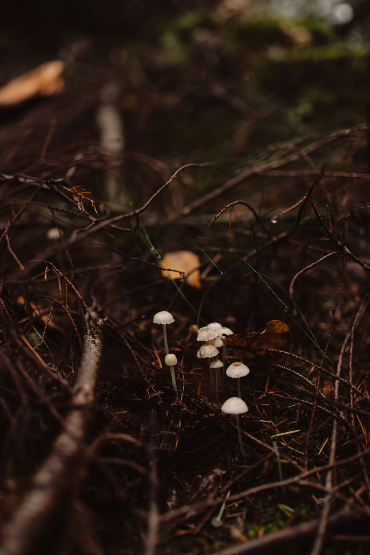 La Jola Photography_Inge_22102024-14