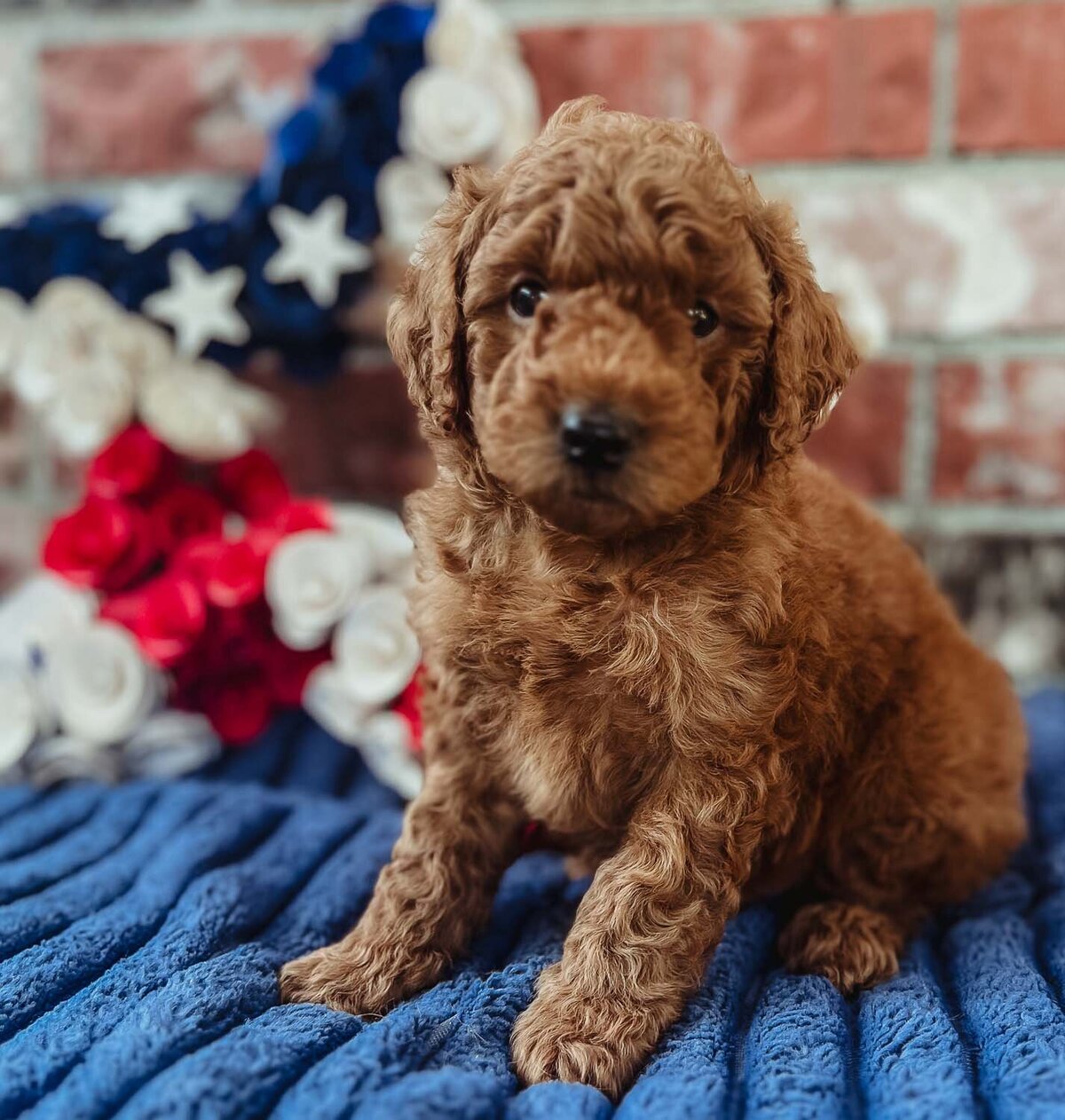 Salish Sea Miniature Poodles--102