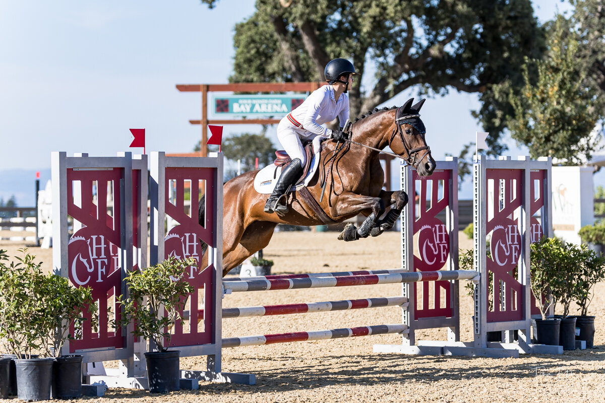 Connemara Sport Horse jumping at an Event