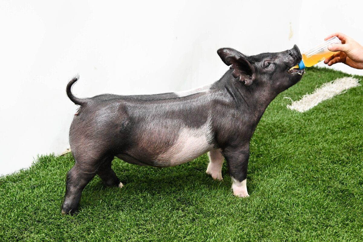 gilt sale picture