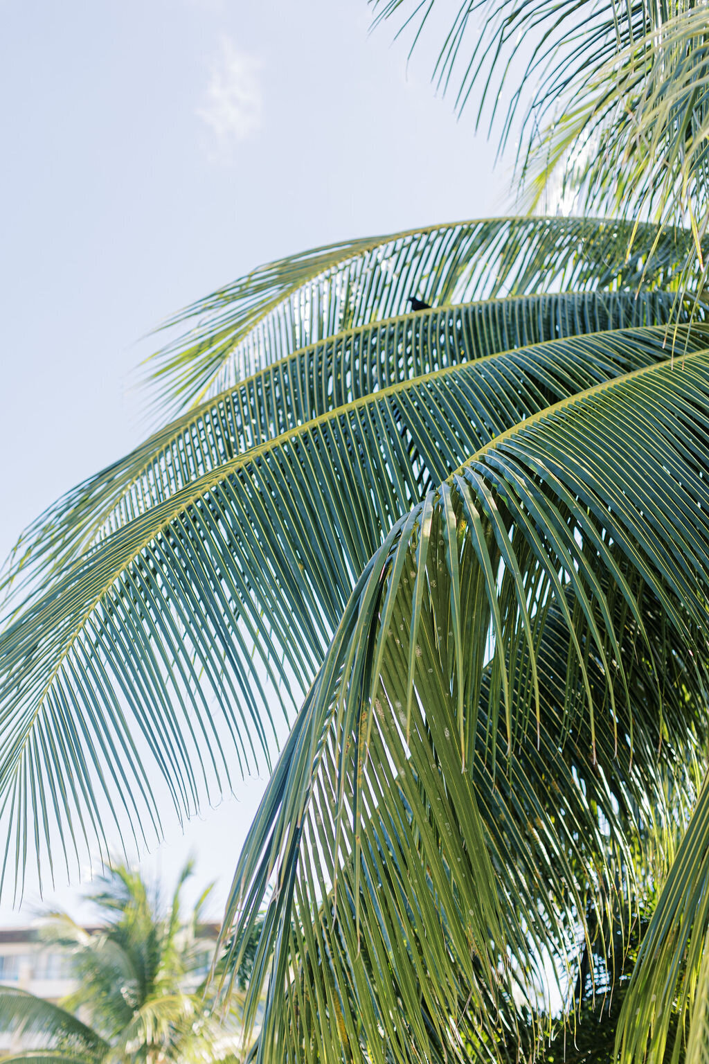 Royalton St. Lucia Destination Wedding in the Caribbean | Adela Antal Photography