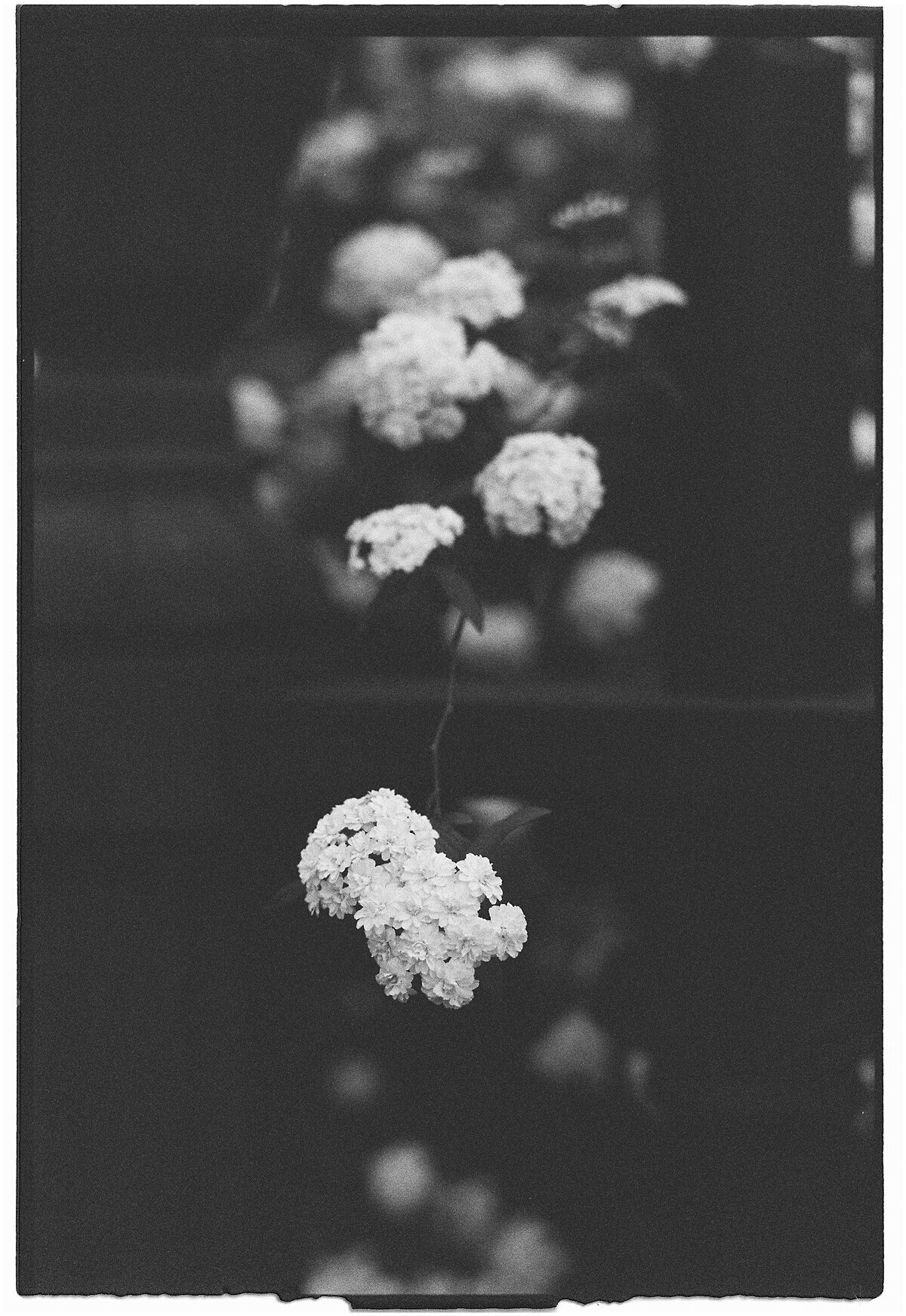Amber_Watson_Film_Florals (17)