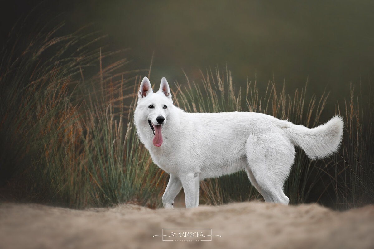 Een Zwitserse witte herder in het zand bij de duinen van Herperduin