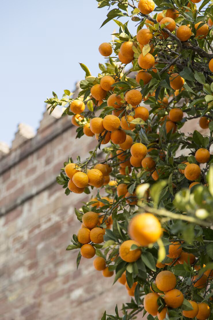 vertical-closeup-shot-ripe-oranges-tree-with-brick-building_181624-10603