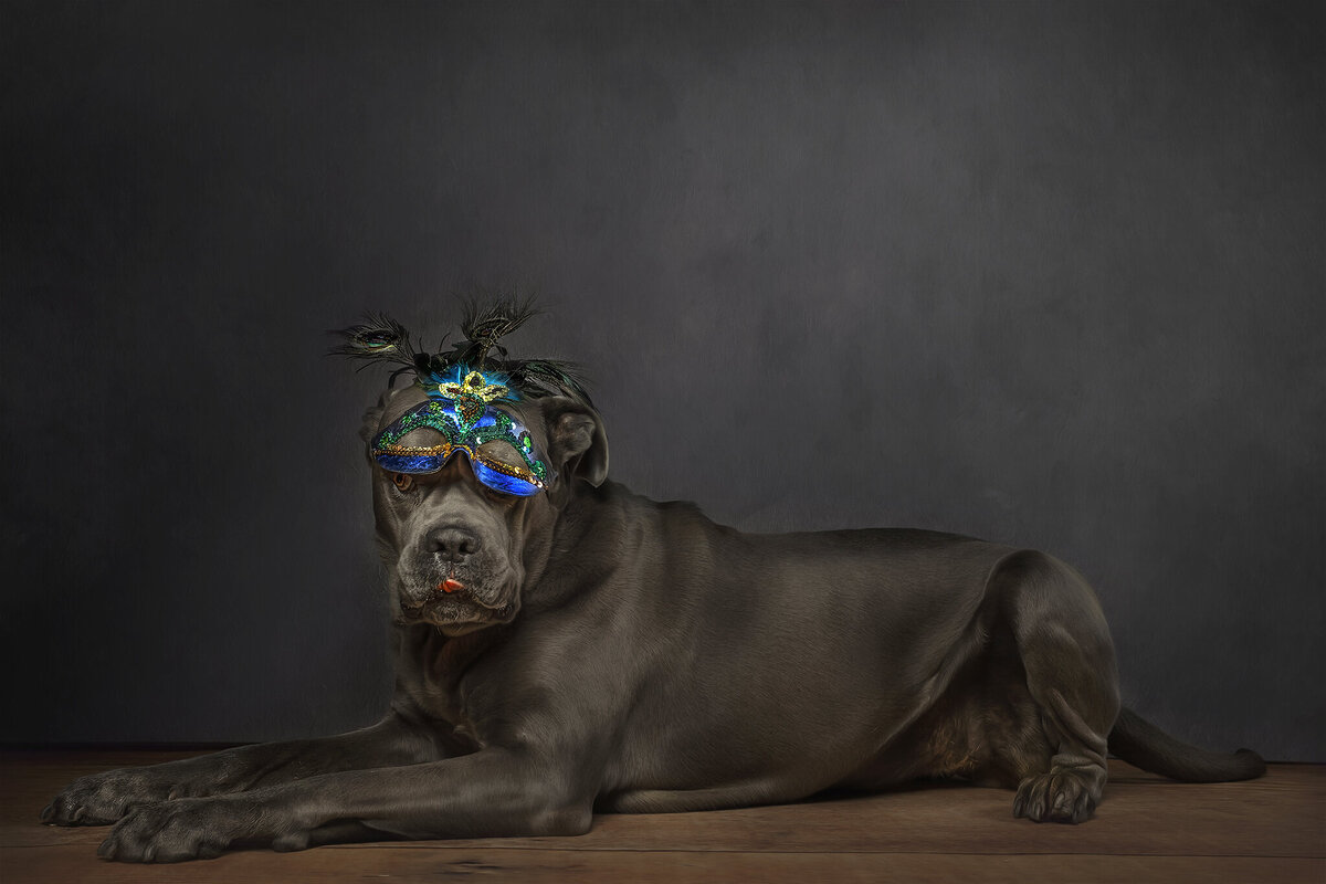 dog portrait wearing facemask