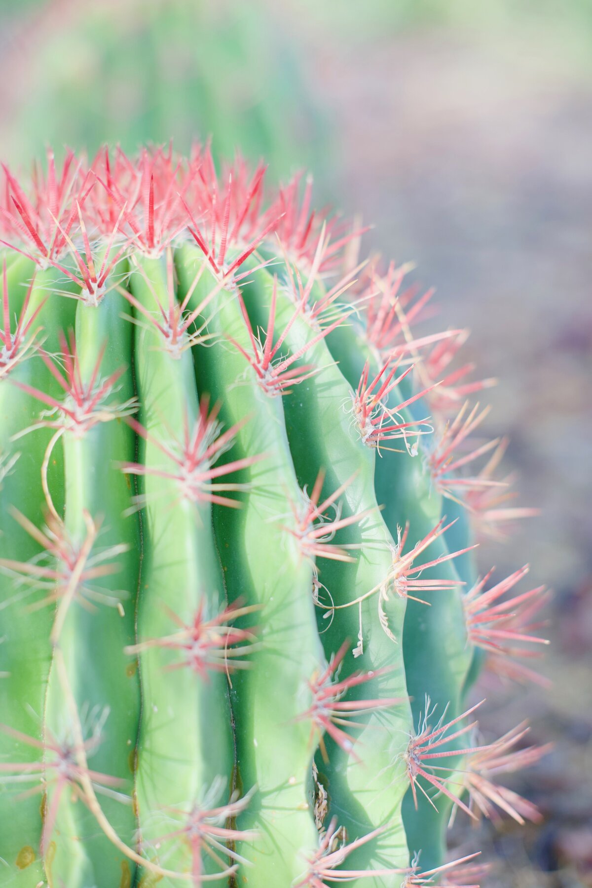 green and pink cactus