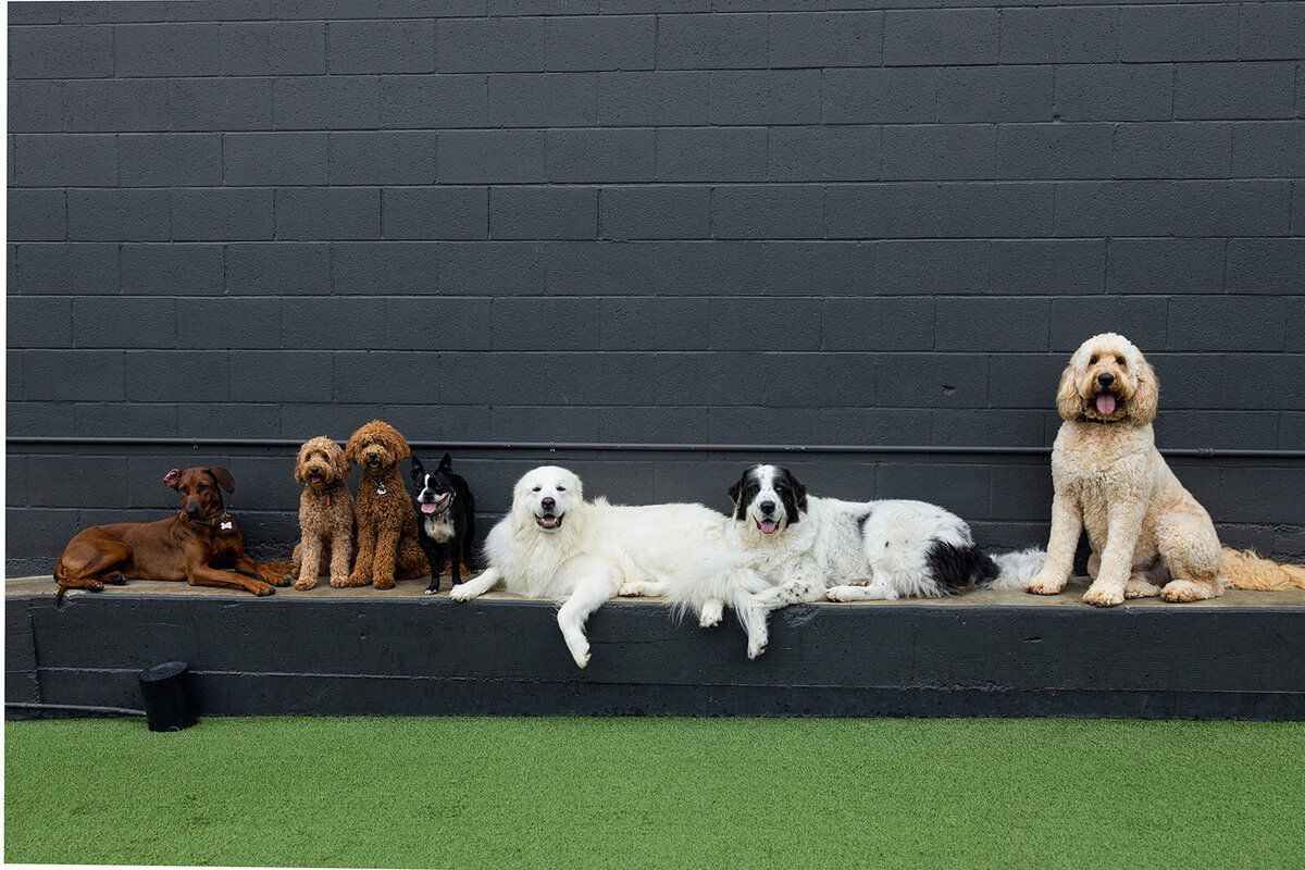 karissaferrerphotography-brandingphotography-costamesa-barkcollective-9