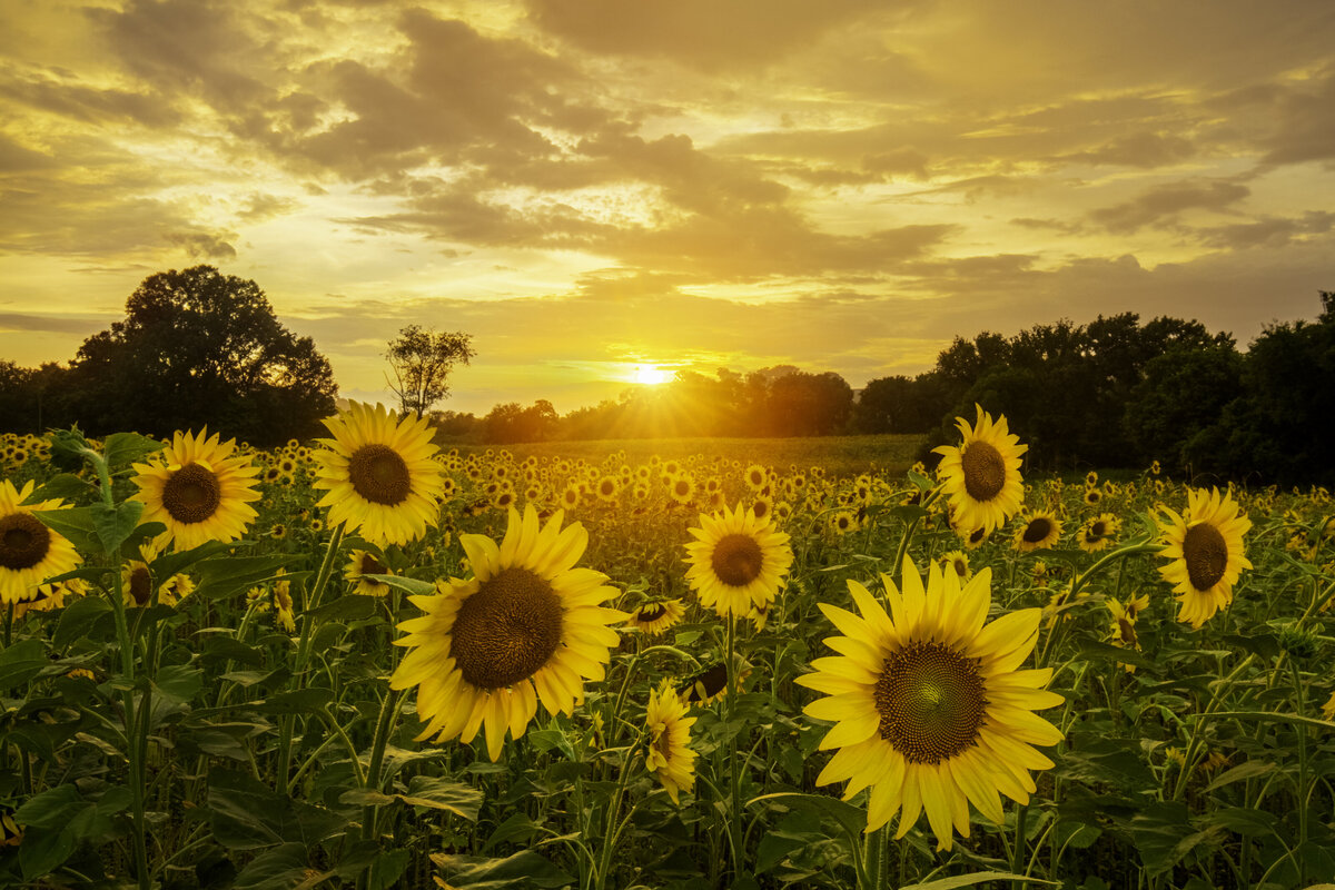 Forks of the River Sunflower Field by Michael Kaal Photography 