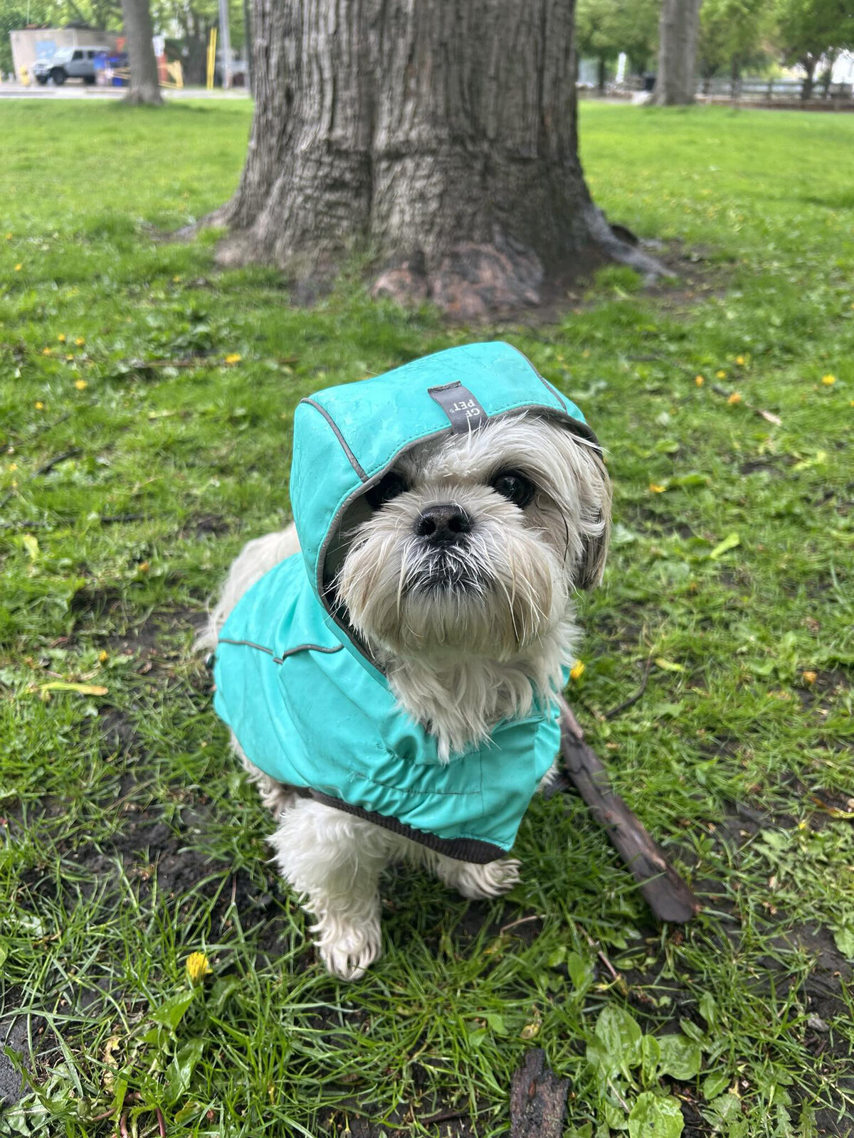 Happy dog on a leash during a dog walk in Toronto with Walk with Claire, trusted pet care in Hamilton and the GTA.