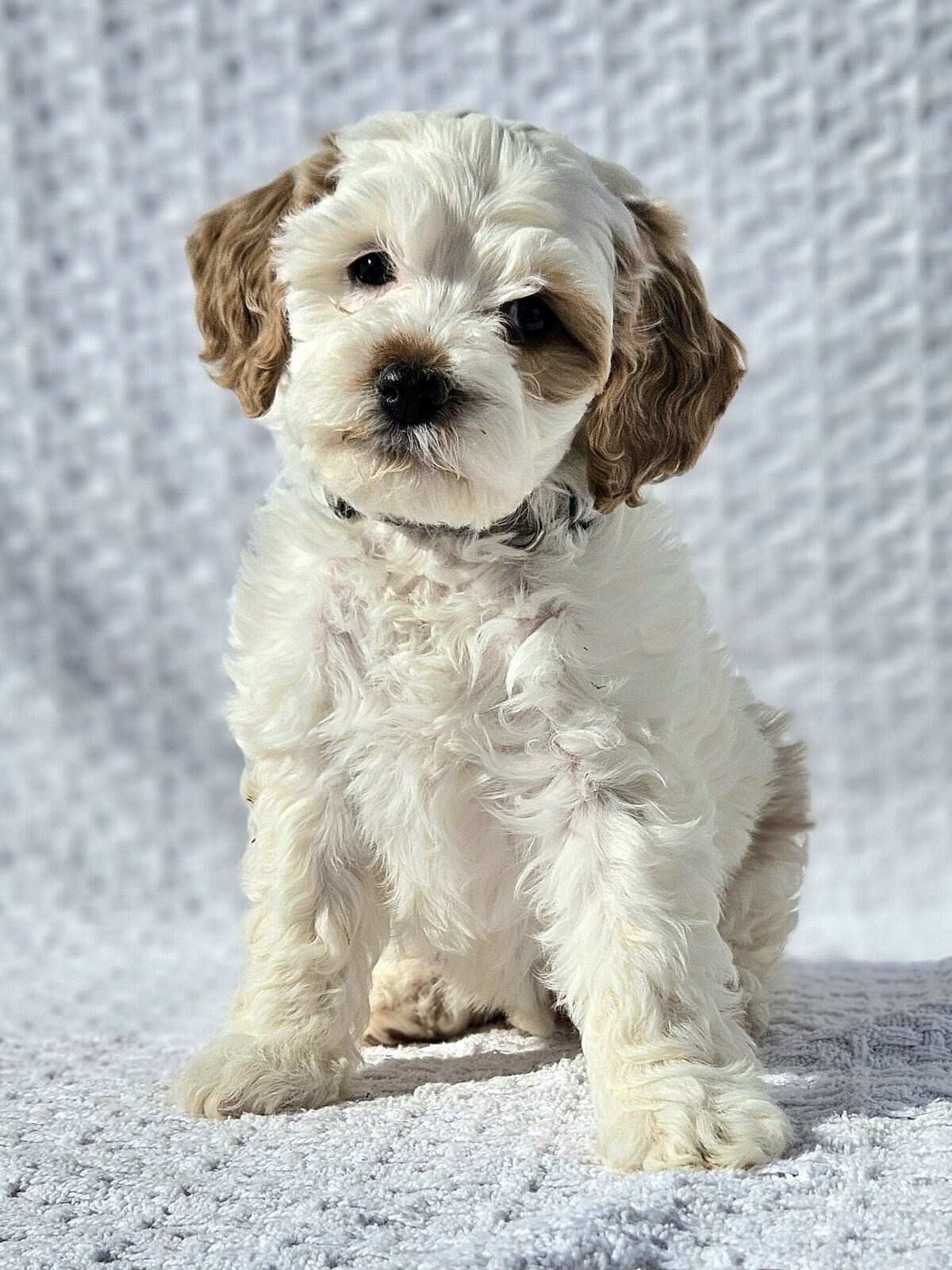 Past Puppy Maple3
