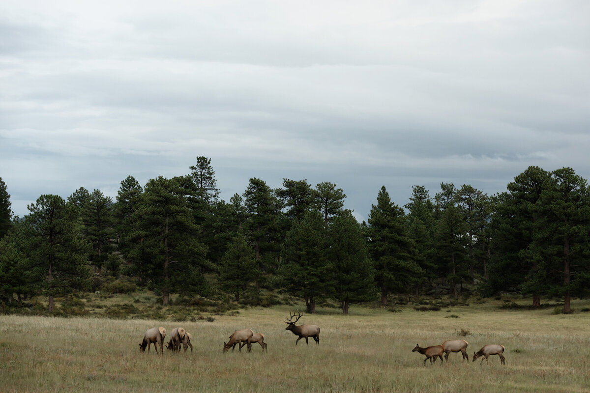 Rocky-Mountain-NP-Engagements-146