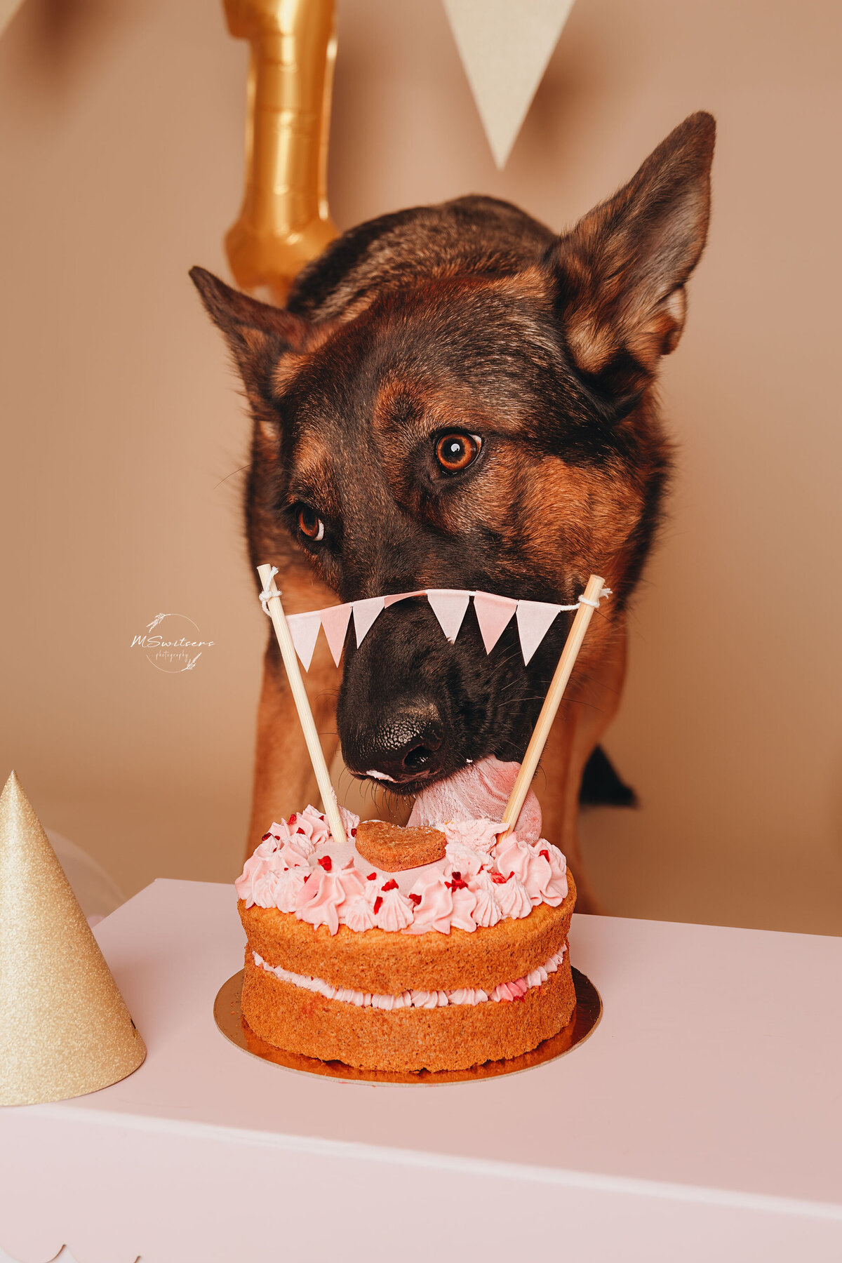 Duitse herder kwam voor een cakesmash fotoshoot naar de fotostudio te Geel. Er was een verjaardagstaart voor honden voorzien + decoratie. 