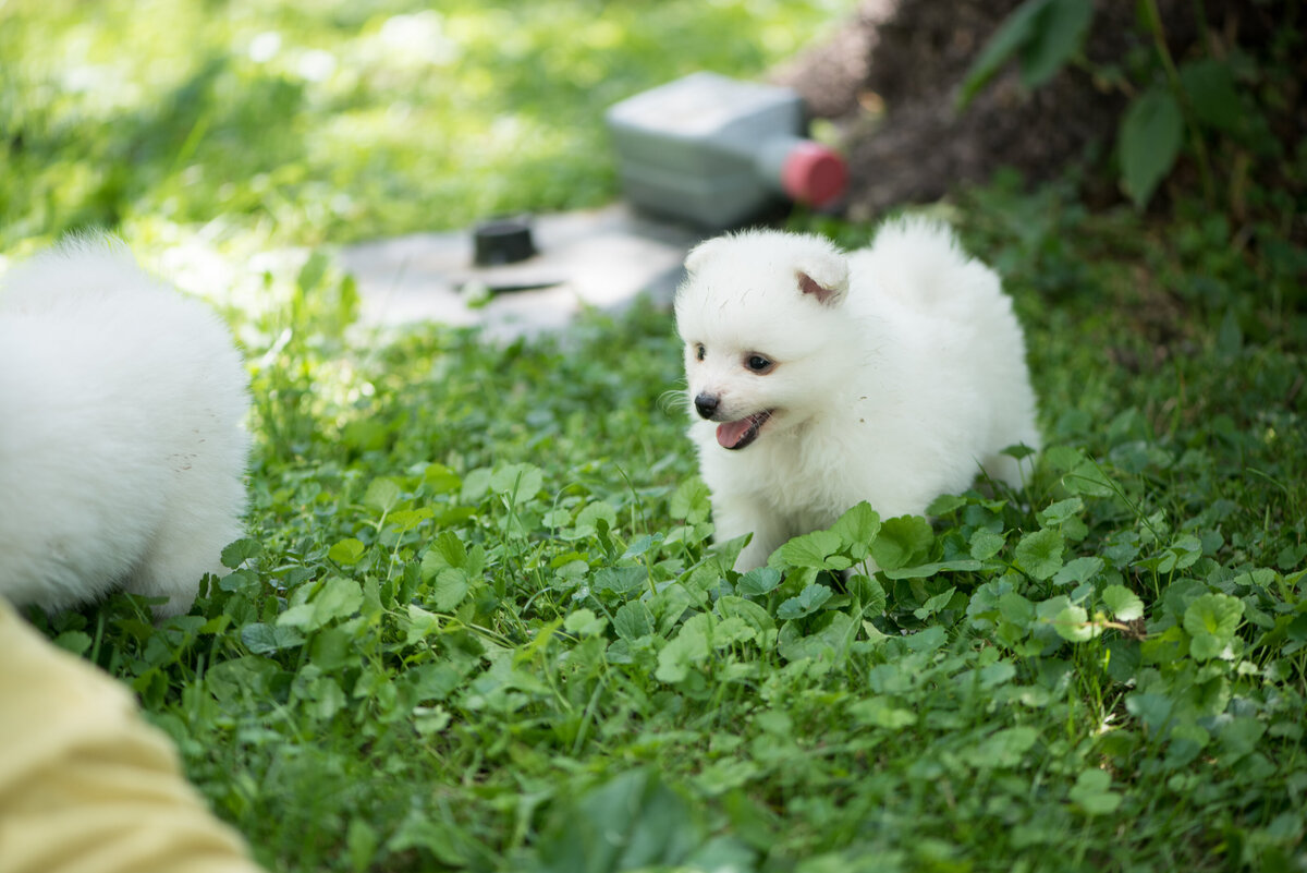 Puppy playing in grass