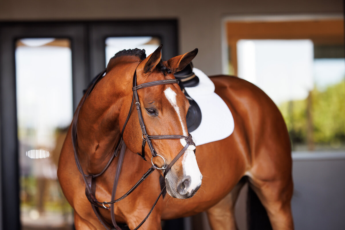 shires77
