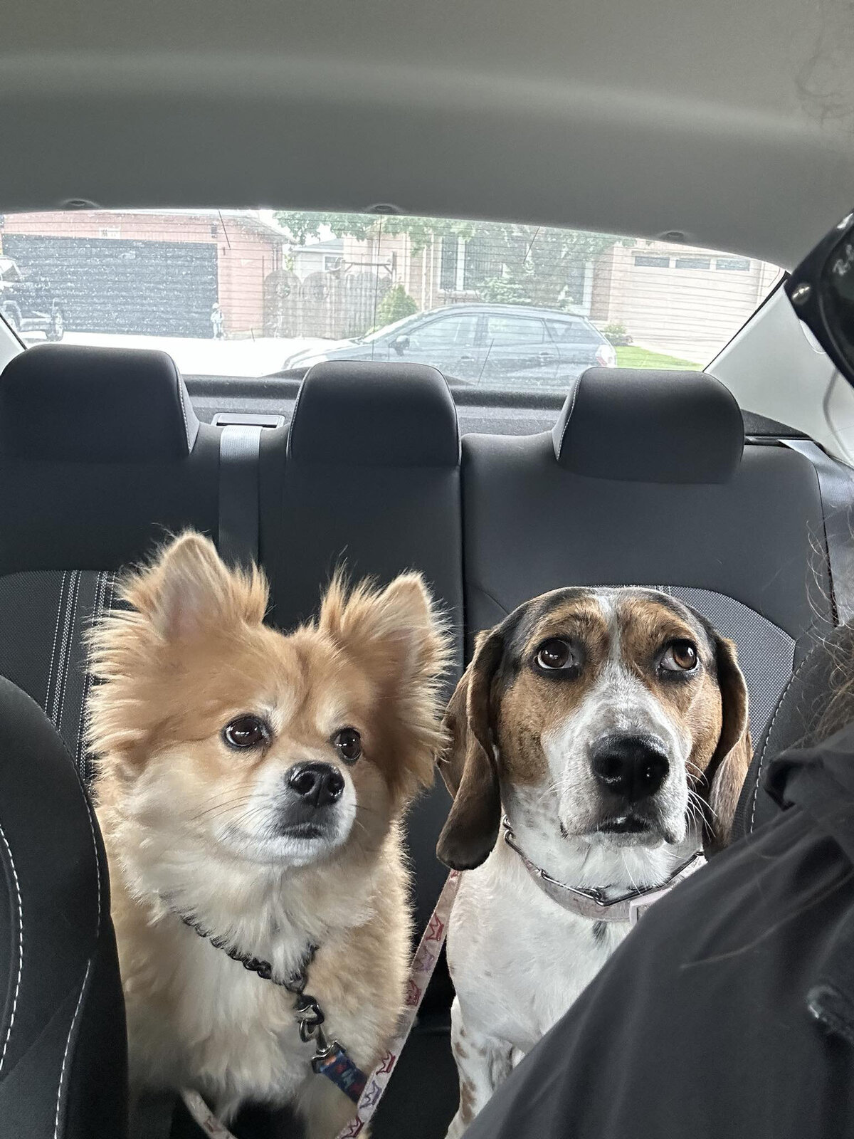 HamiltonTorontoDogWalker-002