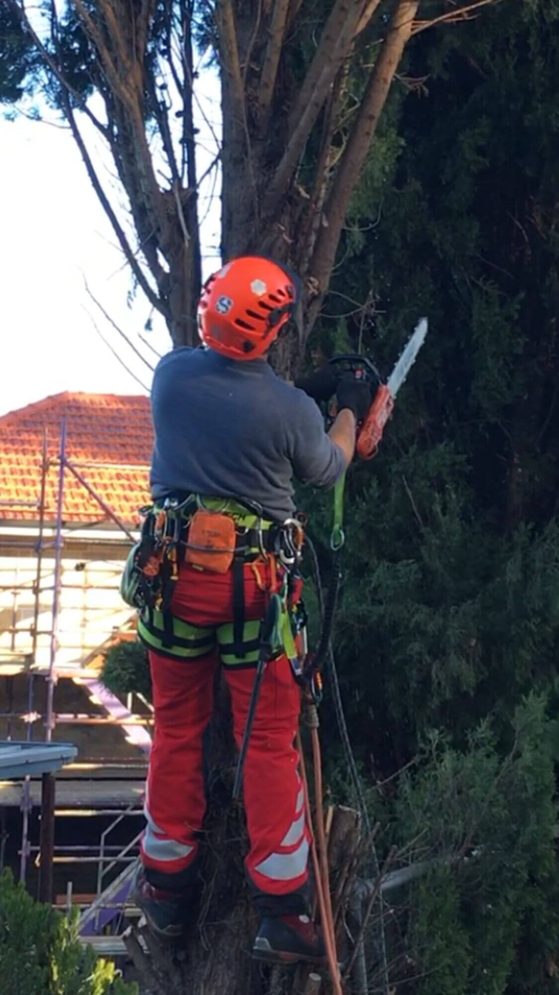 Evergreen Tree Services SA-Terry