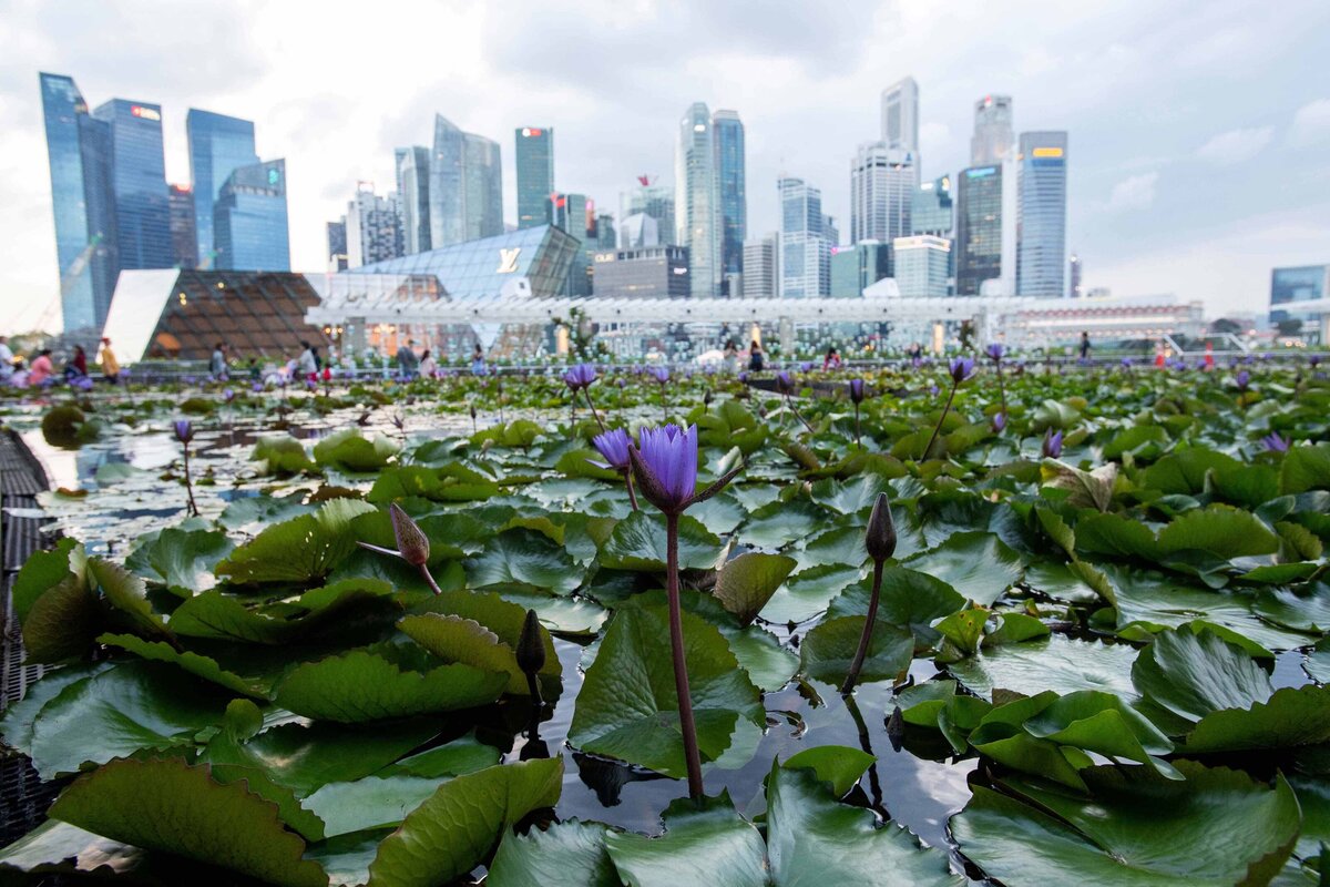 A purple Lilly flower in pond with Singapore skyline in background at the dusk at the ArtScience Museum in Singapore for an offsite event