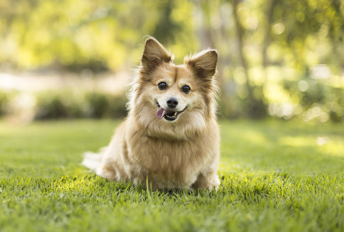 marketing pet photography 8 copy