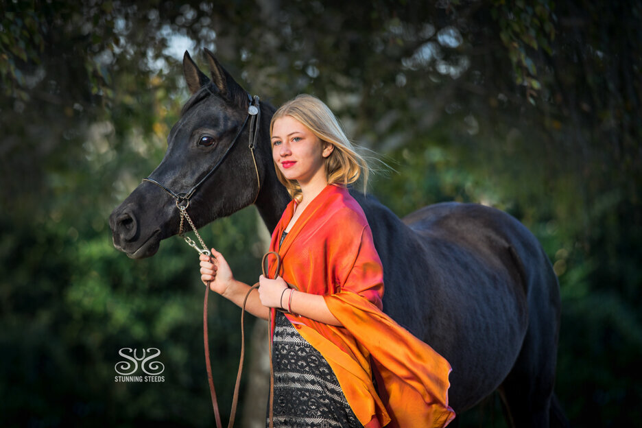 black arabian mare portrait
