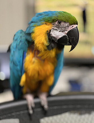 Alex Kaplan photographer about page pet blue and gold macaw parrot portrait
