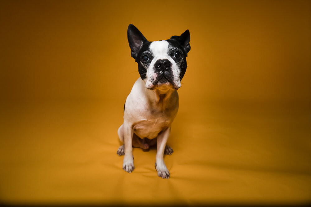 dallas-fortworth-pet-photography-Tyrion-6