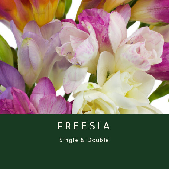 Freesia