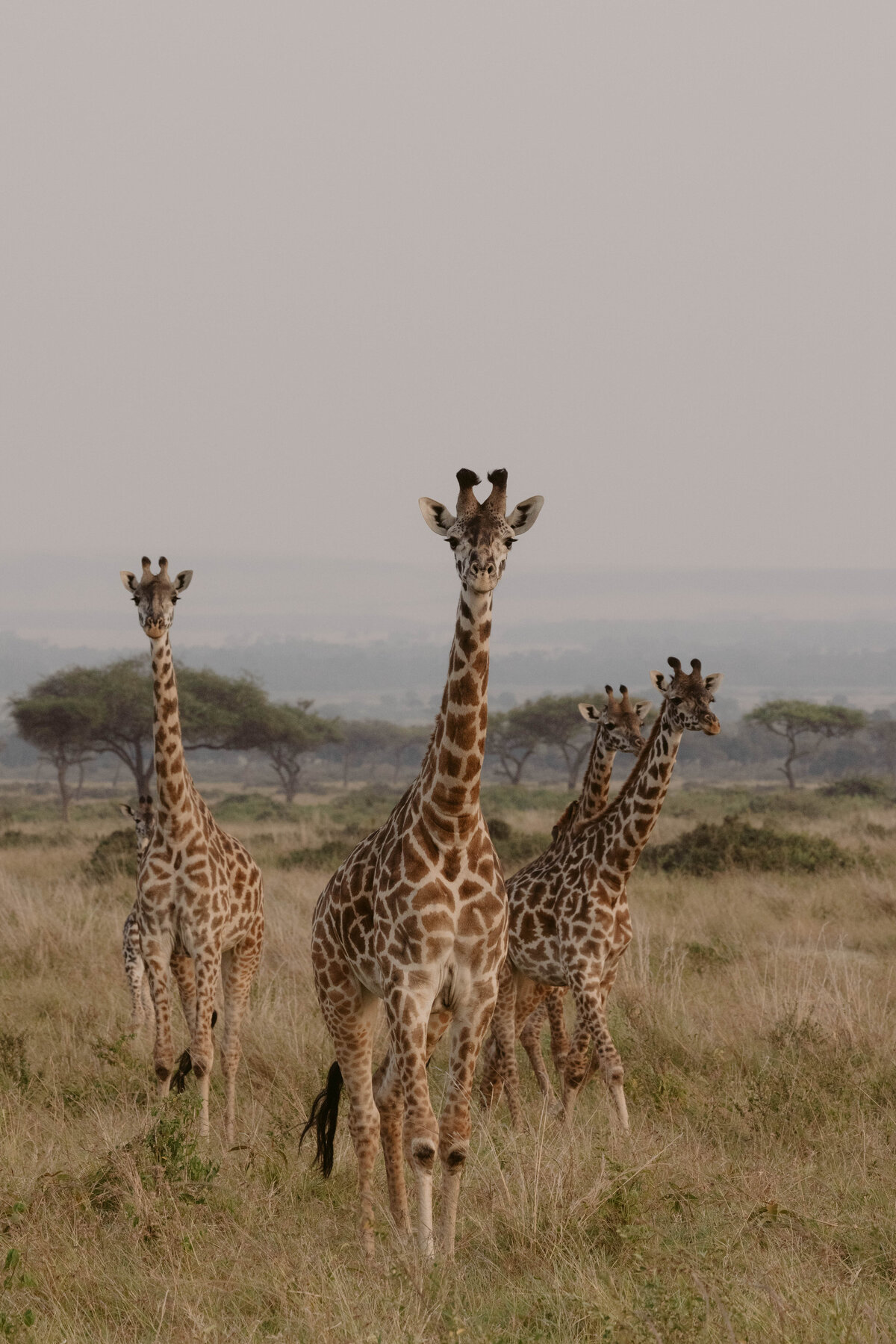 giraffes-maasai-mara-kenya_0355