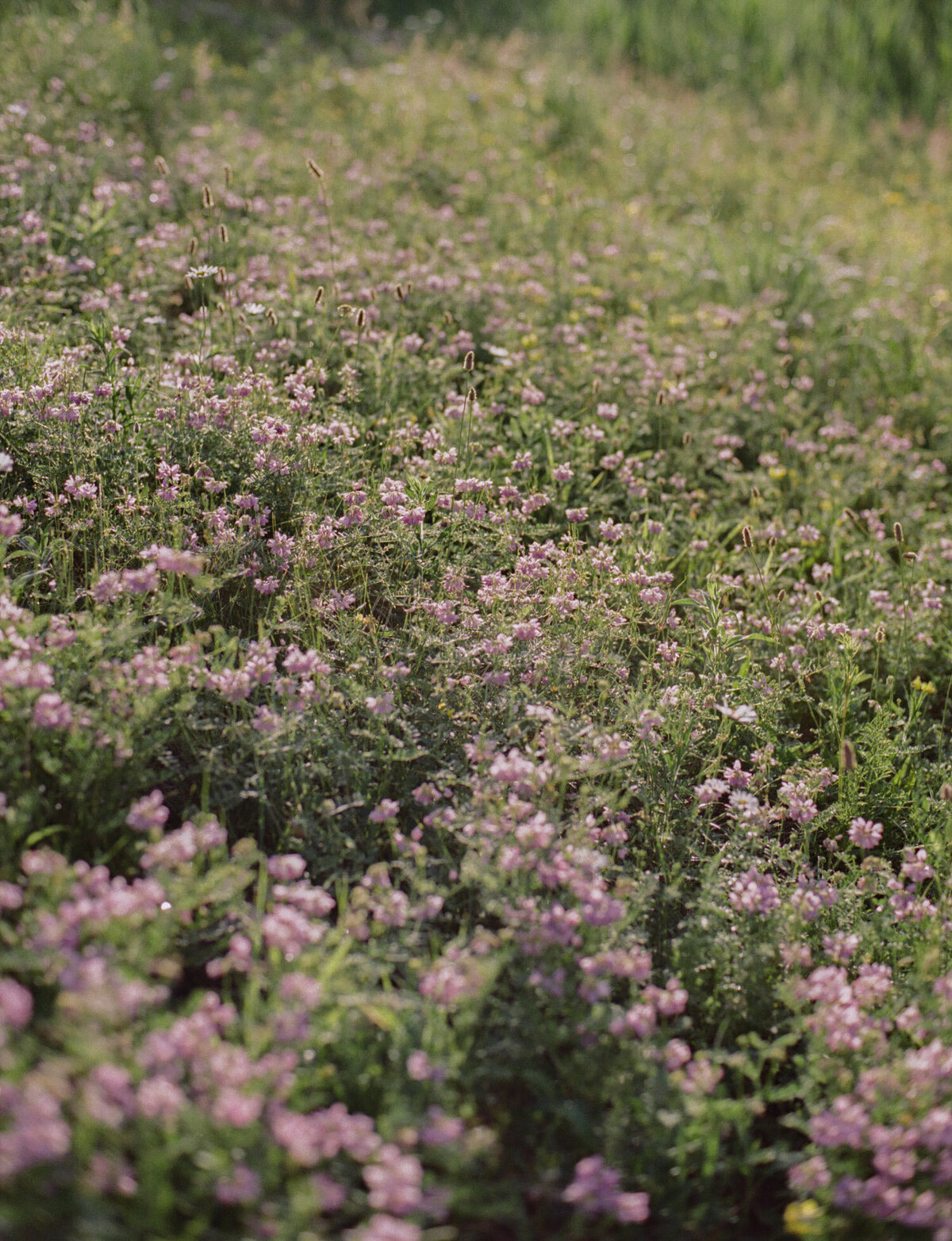 abundant pink clover wildflowers in a Michigan meadow at sunrise, film photographer Christina Harrison