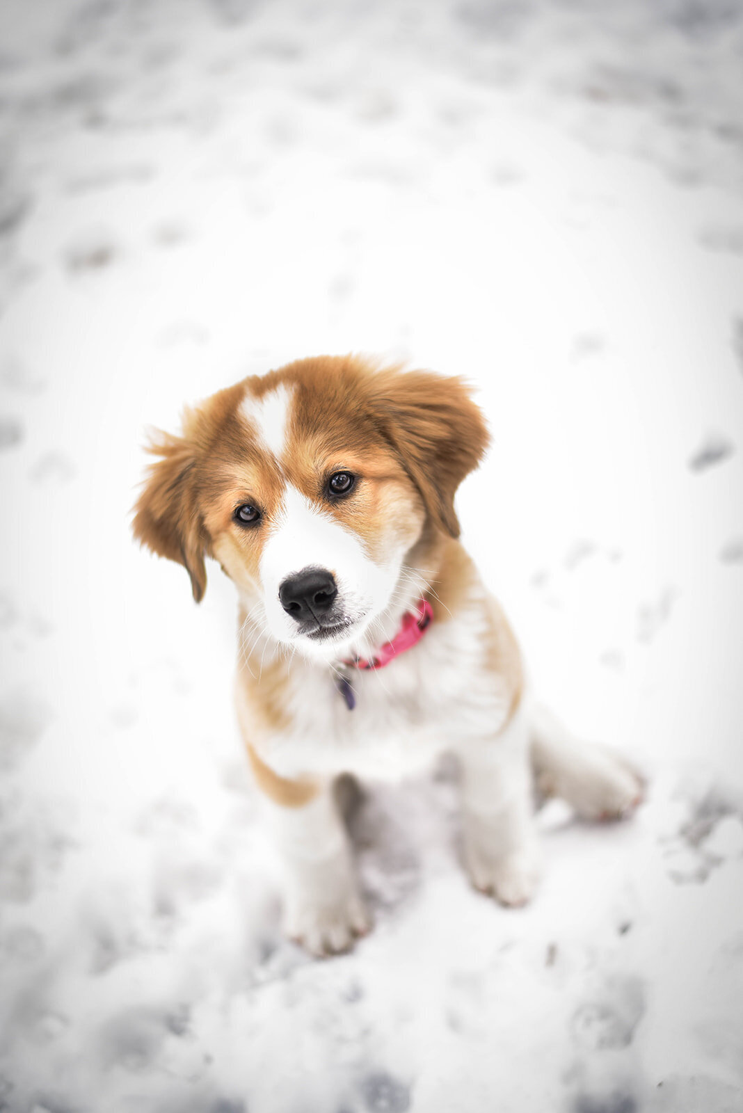 Rachael-Zimmerman-Photography-Denver-Colorado-Maui-Hawaii-LGBTQ-Adventure-Photographer-Animals-14