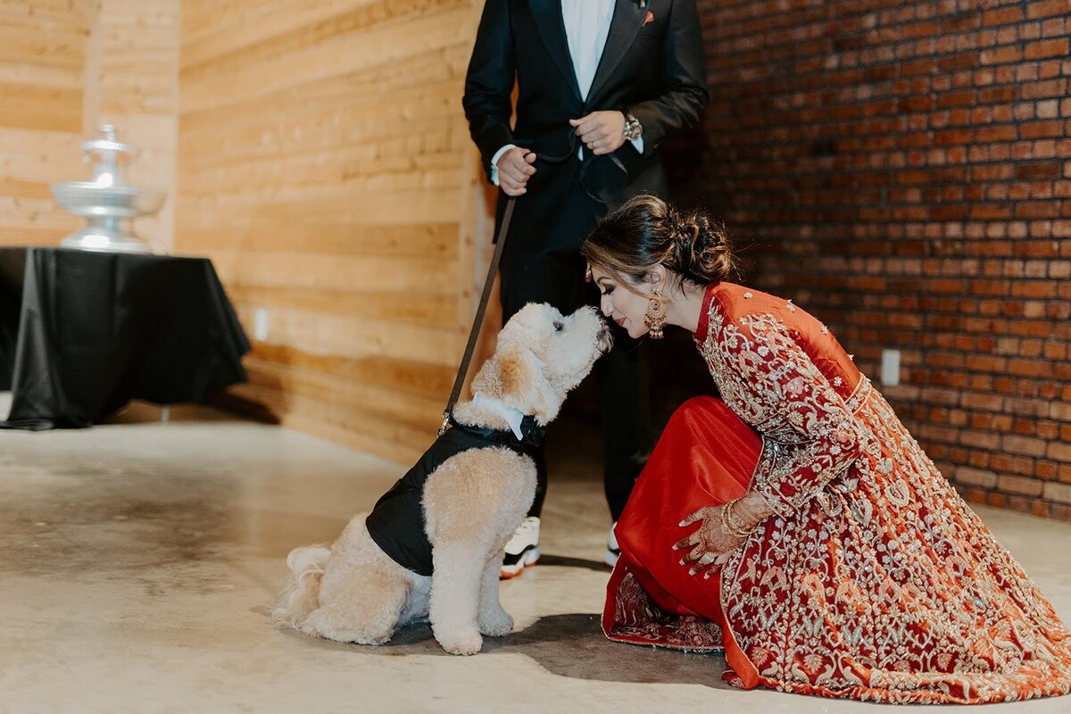 Bride and groom say hello to their dog who is dressed in a tuxedo.