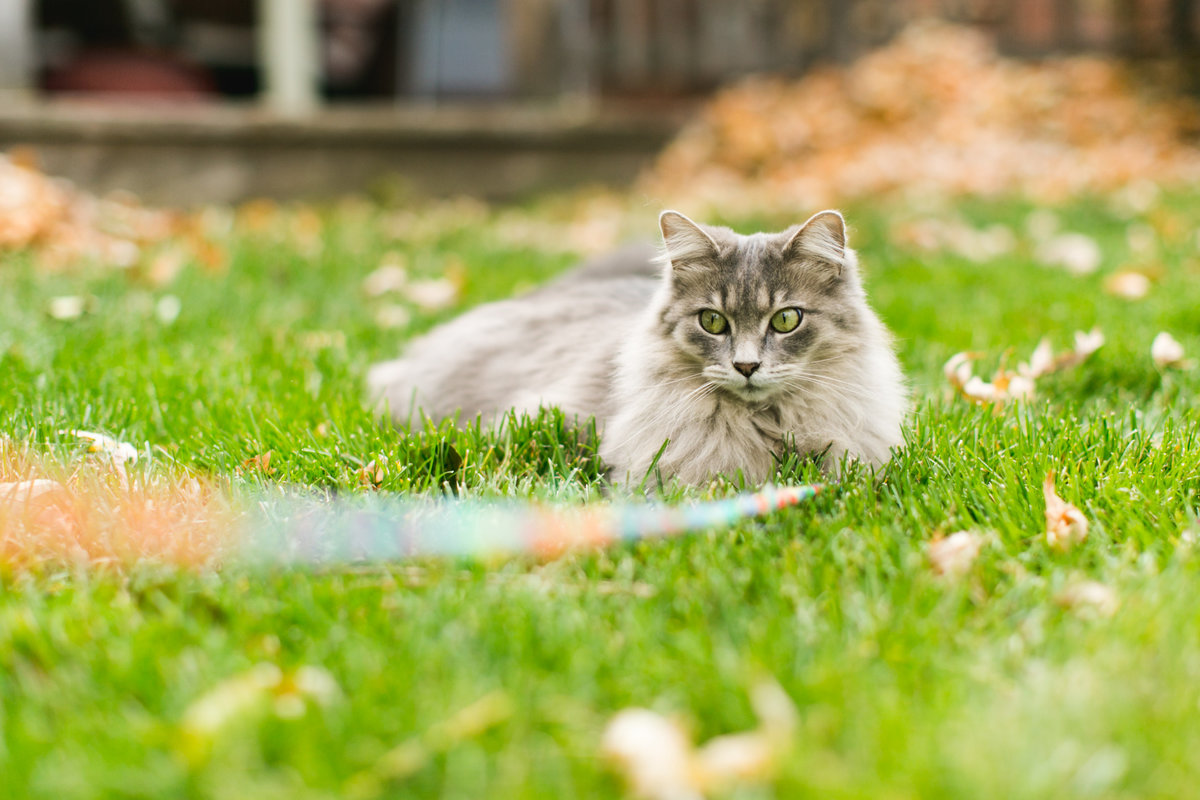 fluffy gray cat in yard photo