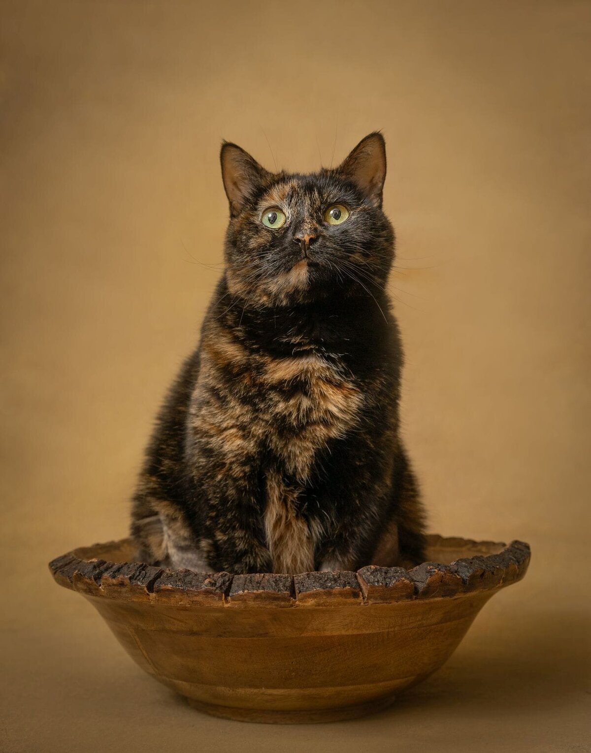 lilla-bordas-portraits-tampa-CAT-photographer1194