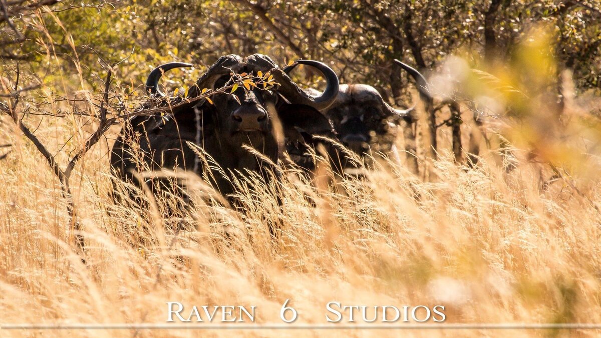 Jason Miller and Raven 6 Studios filming Cap buffalo in Namibia, Africa