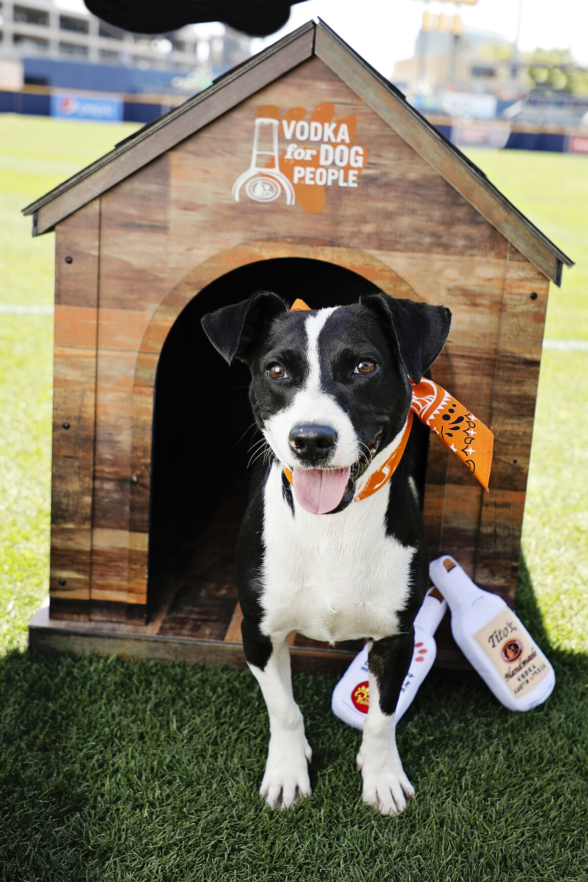 BarkInThePark2018 01