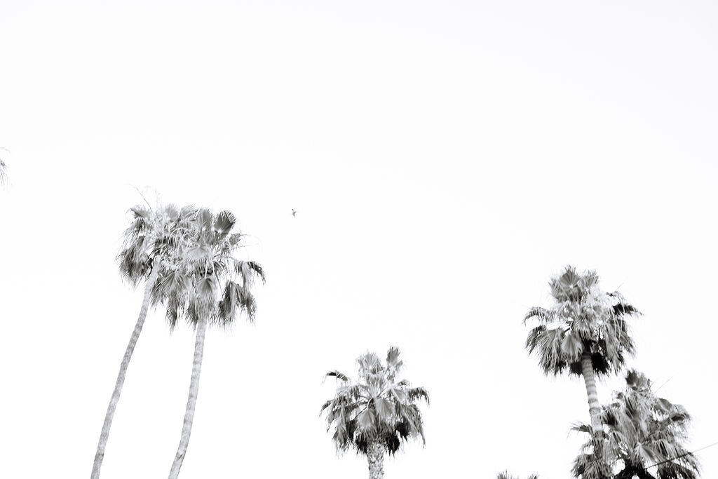 PalmSpringsWeddingatTheMuseHotel_PhotosbyTheVillarPhotoCo(4of38)