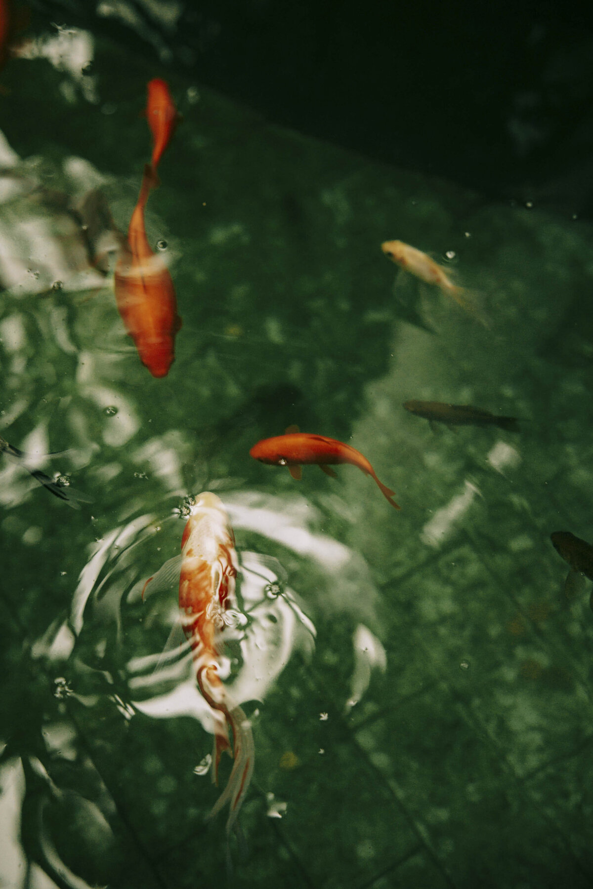 fish