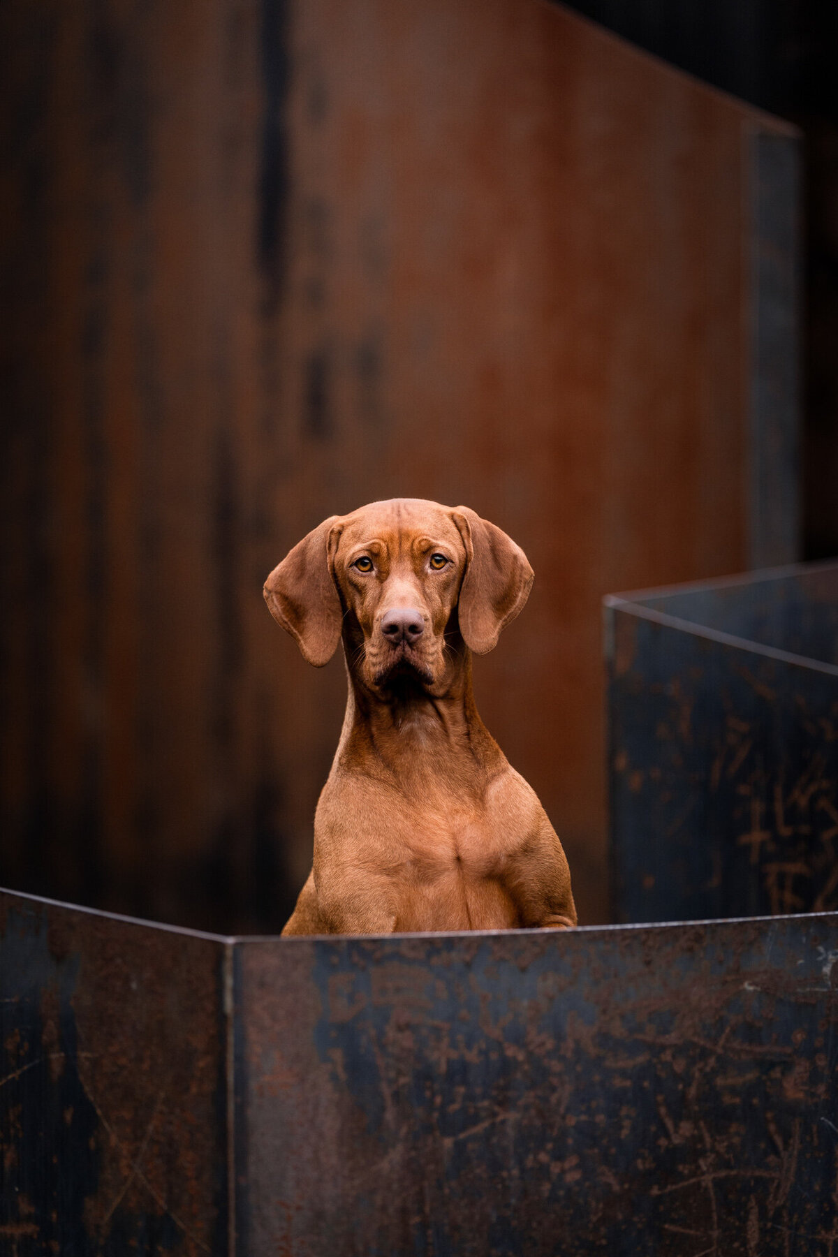 Hondenfotograaf Limburg