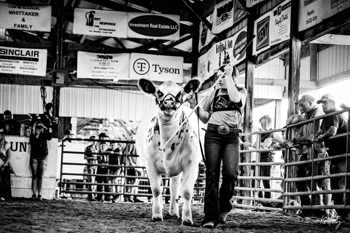 girl walking heifer during show