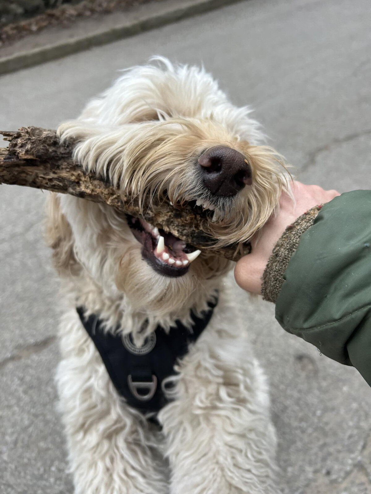 Happy dog on a leash during a dog walk in Toronto with Walk with Claire, trusted pet care in Hamilton and the GTA.