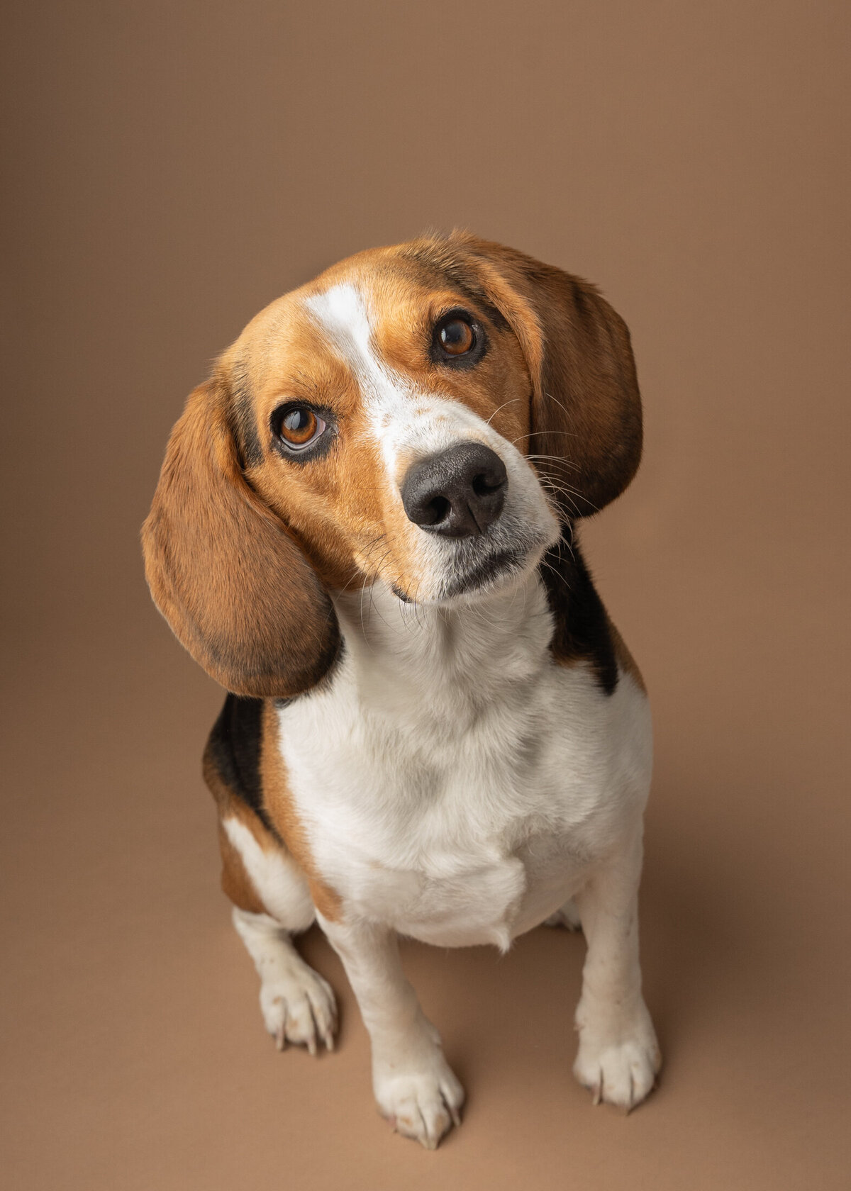 grey-bruce-owen-sound-photographer-pets-4