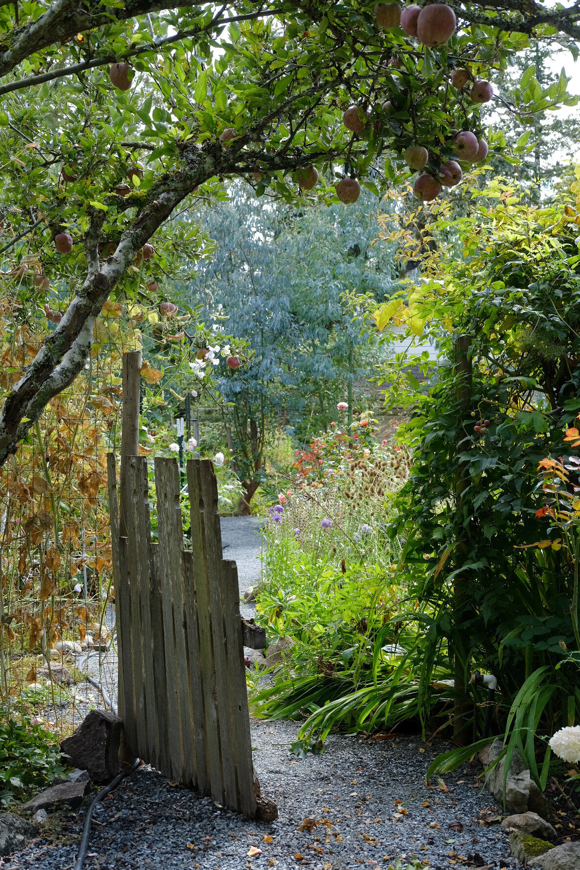 09.14.25 YNagumo - Fleuris garden - garden beyond the gate view