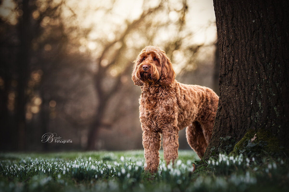 Dieren fotograaf