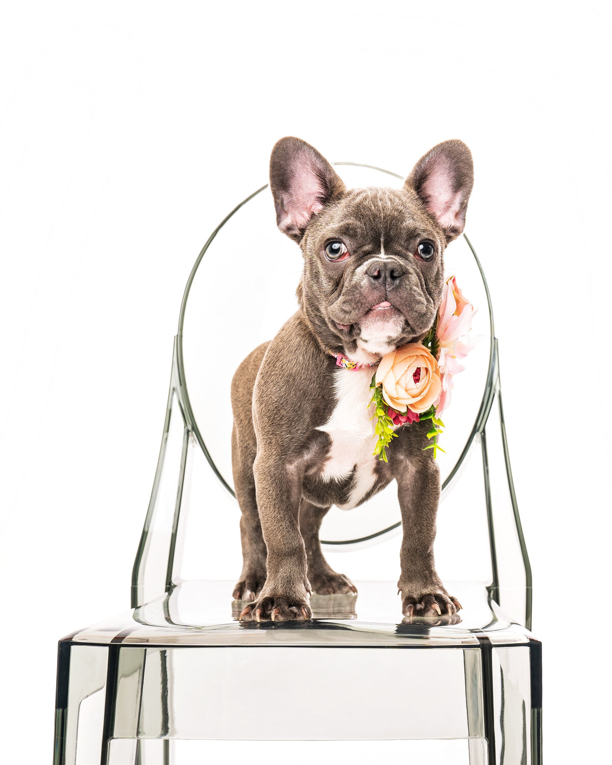 Dallas-dog-photography-studio-white-frenchie