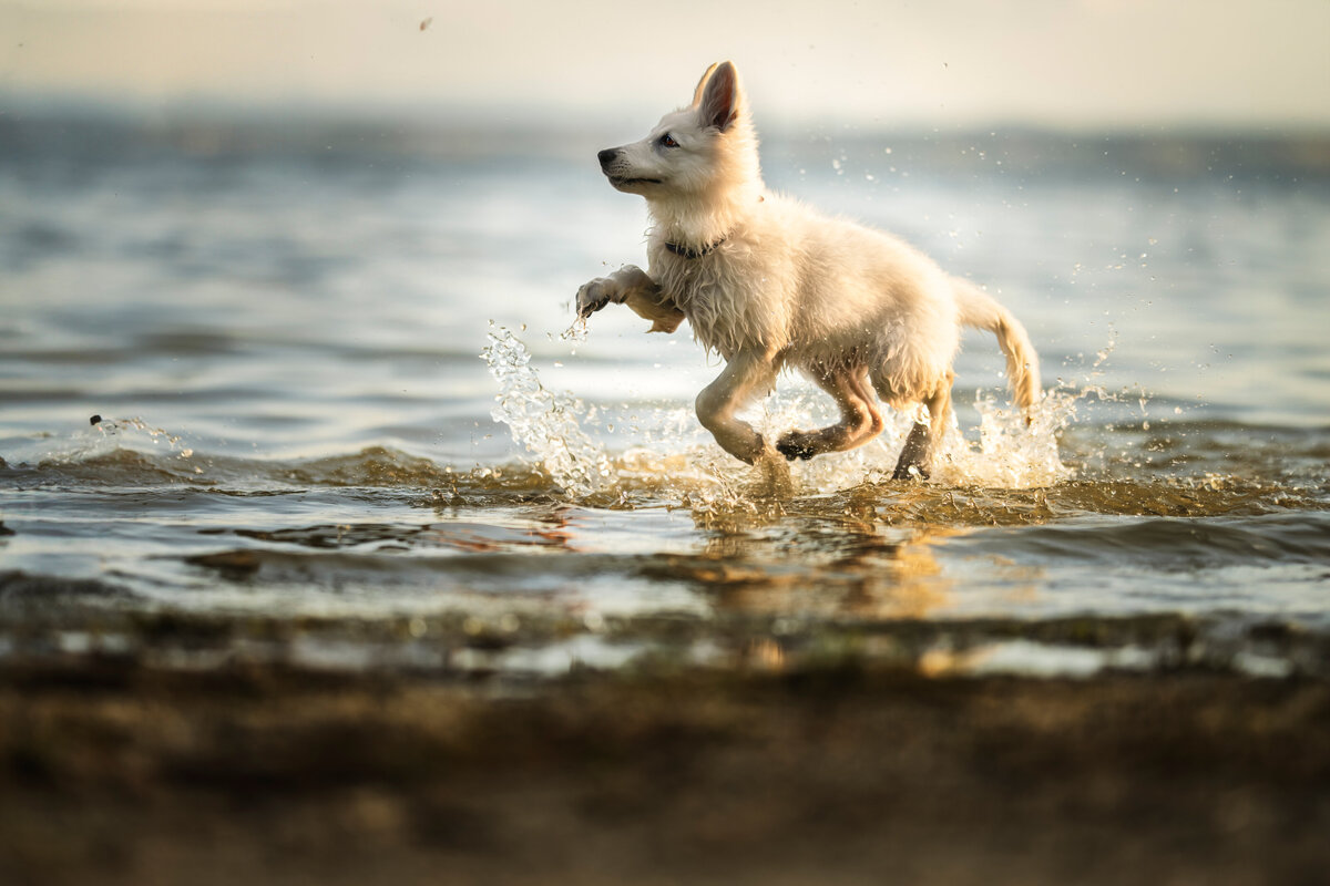 Hundefotografie-chemnitz-Tierfotografie-fotograf-Uhldingen-Bodensee-Hamburg-Dresden-Erfurt-Konstanz-11