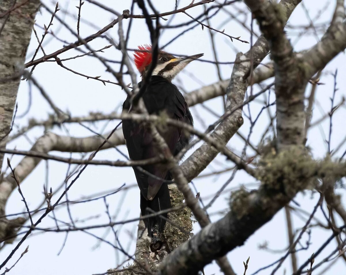 pileated woodpecker 1.0-D